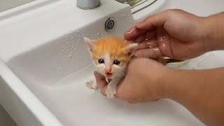 It's easy to bathe a cat.(A cat that comes into the bathtub by itself.)