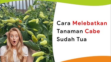 Peremajaan Cabe Tua jadi Muda Kembali, Buah Lebat Lagi!