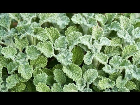 فوائد عشبة المريوت    