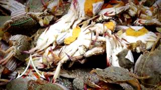Download Pattaya Fish Market - Courtesy Of Thailand Holiday Homes Video MP3 Pattaya Fish Market - Courtesy Of Thailand Holiday Homes