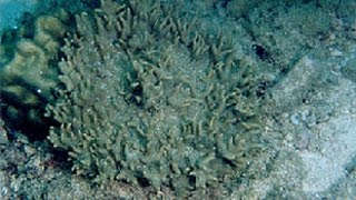 危険なイソギンチャクの種類 海水魚の種類と釣り方 危険なイソギンチャクの種類 海水魚の種類と釣り方