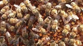 Anadolu Arı Anatolia Queen Bee