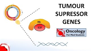 6. Tumour Suppressor Genes (Retinoblastoma and the two hit hypothesis, p53)