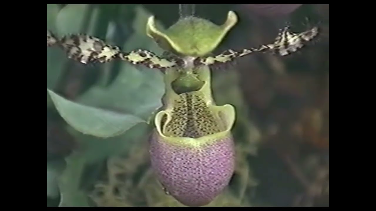 London's Kew Gardens and Hampton Court Palace 2002