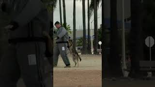 Training the Dog That Can Take Down a Grown Man #military