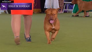 Dogues de Bordeaux | Breed Judging 2024