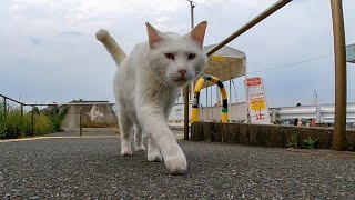 怒りん坊の白猫がモフられにトコトコ歩いて来た