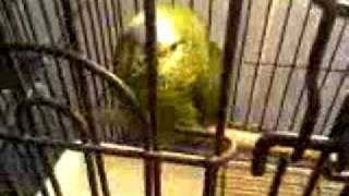Nodding Head Parrots