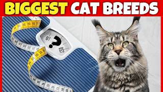 Top 10 BIGGEST Domestic Cat Breeds by The Purring Journal 2,598 views 10 days ago 10 minutes, 1 second