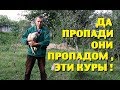 НА КУРАХ , похоже , НЕ РАЗБОГАТЕЕШЬ!..