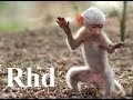 Baboons, Peaceful Primates - Nature 2018 HD Documentary.