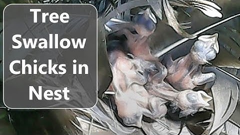 Tree Swallow Chicks in Nest Box