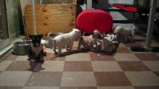 English Bull Terrier Puppies Playing