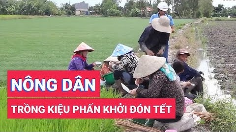 Nông dân trồng kiệu phấn khởi đón Tết
