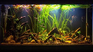 Altum Angelfish Biotope Inspired Aquarium