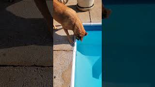Snake In My Swimming Pool. Close-Up In Next Video. Hes Got To Go June 26, 2023