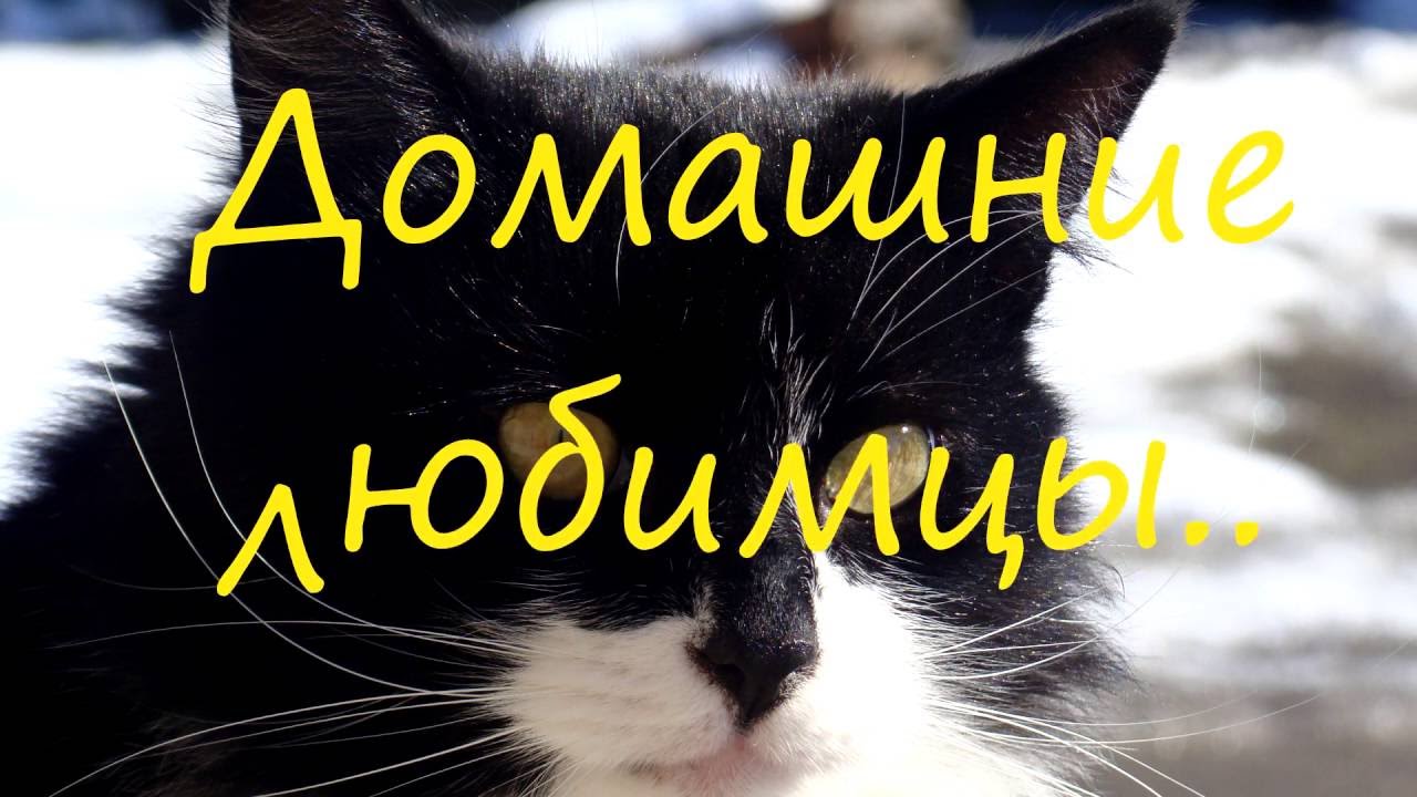 Коты.Домашние любимцы.