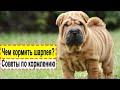 Чем кормить шарпея и щенков! Что делать при аллергии!