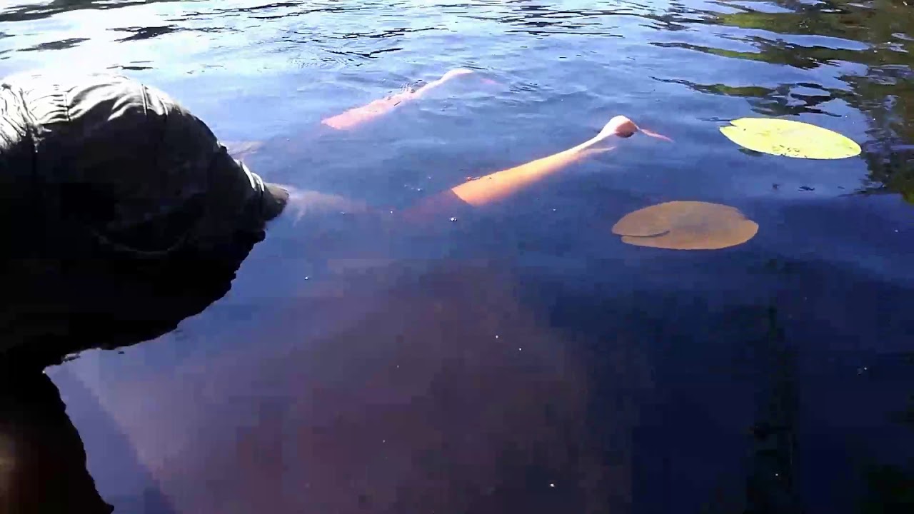 floating with the lily pads YouTube