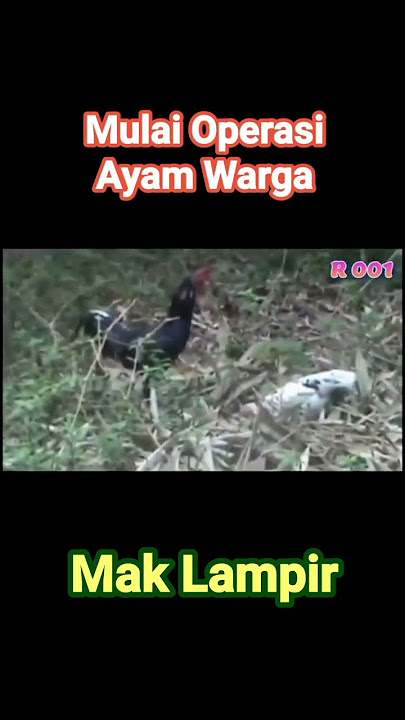 Mak Lampir Mulai Operasi Ayam Warga#Shorts