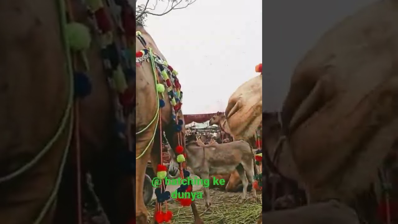 biggest camel 🐫 in sagian Mandi Lahore 😱