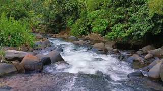 Sungai yang Indah Mengalir Di Tengah Hutan, Menenangkan Pikiran, Membuat Mudah Tertidur