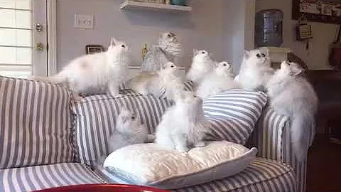 Watch the video about Dancing Munchkin / Minuet Kittens from Lavenders Cattery