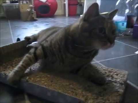 cat แปลว่า Matatabi stick