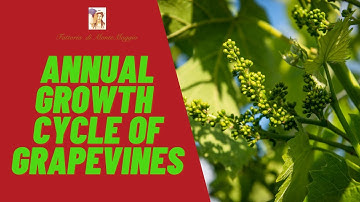 Annual Growth Cycle of GRAPEVINE