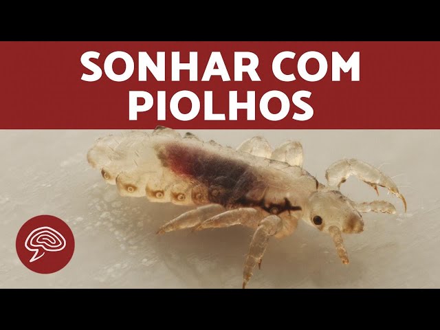 Sonhar com piolho é ruim? Saiba qual o significado evangélico de sonhar com  esse animal