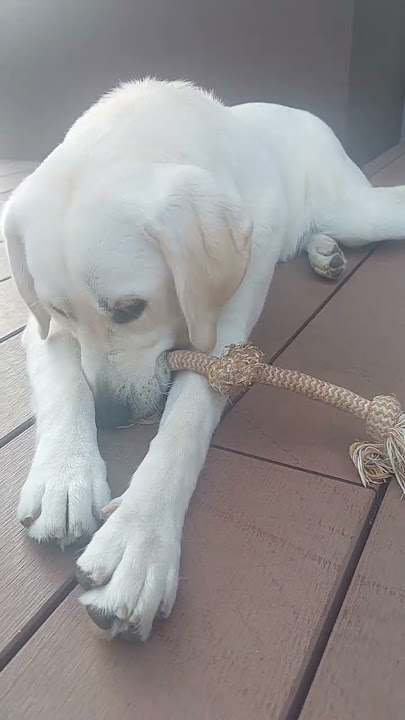Me and my Rope.. #labradorpuppy #labradorretriever #doglove #doggielife