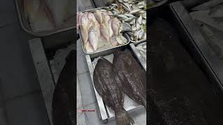 Ajaib  Ikan Sebelah Ikan Nabi Musa