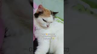 Habis batre kucingnya 😹 #youtubeshorts #cat #kucinglucu