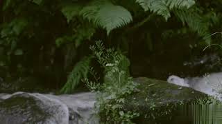 Echoes of Water l Calm Flow l Water's Gentle Embrace
