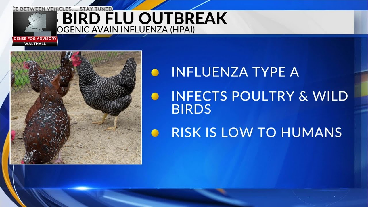 Bird flu outbreak reported in wild, domestic birds in Mississippi