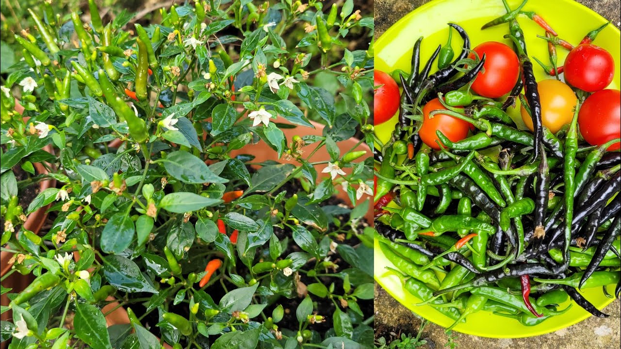 End Of The Season Harvest || Bangladeshi Vegetables Garden In UK || Shokher Bagan 2025