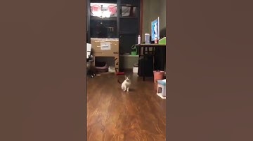 Cat understood the assignment 😂😍 #shorts #funny #cat #cute #jump #assignment