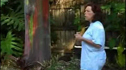 Rainbow Eucalyptus