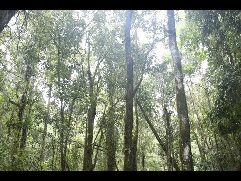 Indonesian Legal Wood