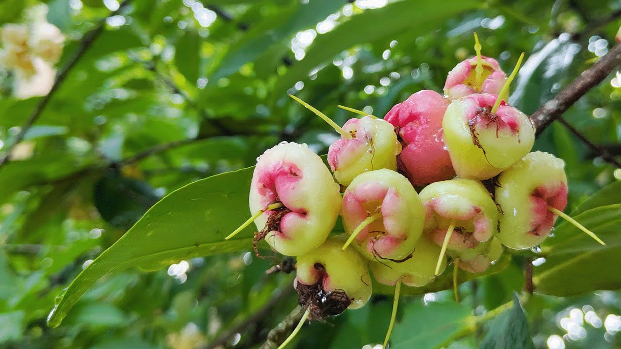 Java Apple in Full Bloom, Beautiful Fruit Not Yet Ripe - YouTube
