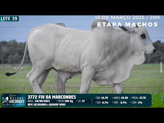LOTE 39   MMAR 3772