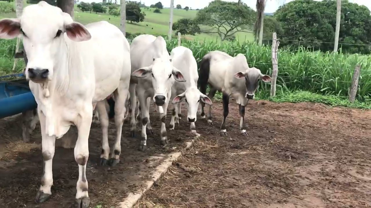 #COMO SERVIR SILAGEM COM #SUPLEMENTAÇÃO BAIXO CONSUMO