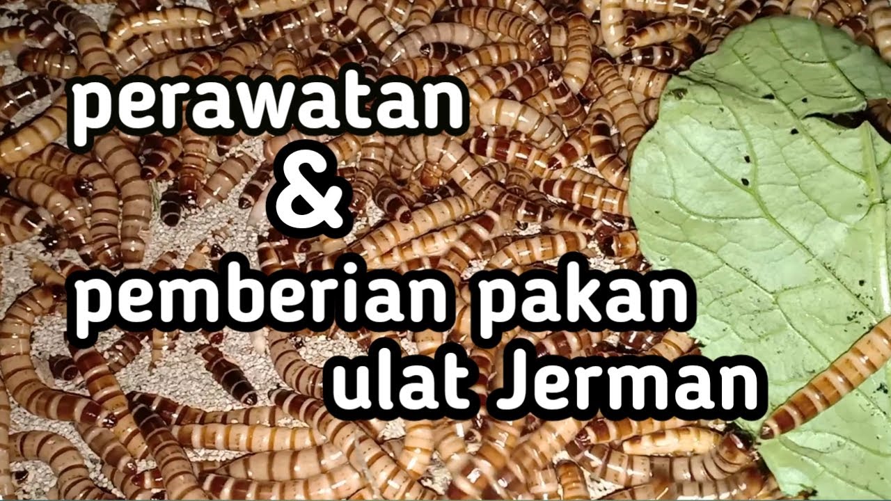 perawatan dan pemberian pakan ulat Jerman