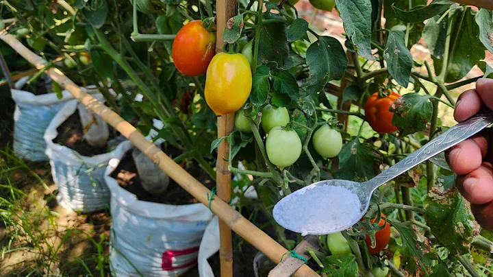 I Was Shocked! After Feeding This, Even Dead Cucumbers, Tomatoes Give A Huge Harvest!