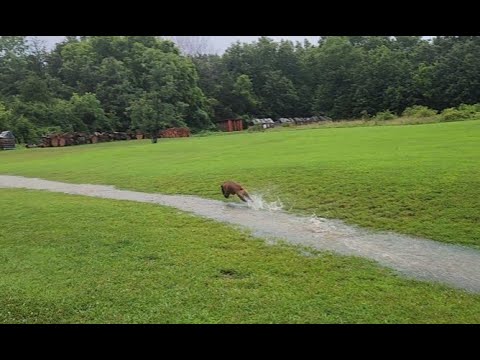 Woodyard Dog Living Her Best Life - YouTube