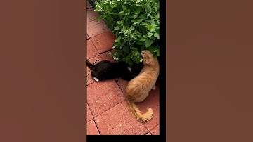 catnip fight #countrygirlkathyjarvis