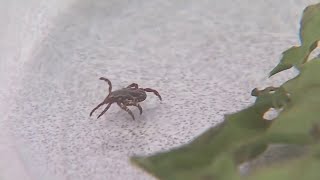 Importance of summer tick safety