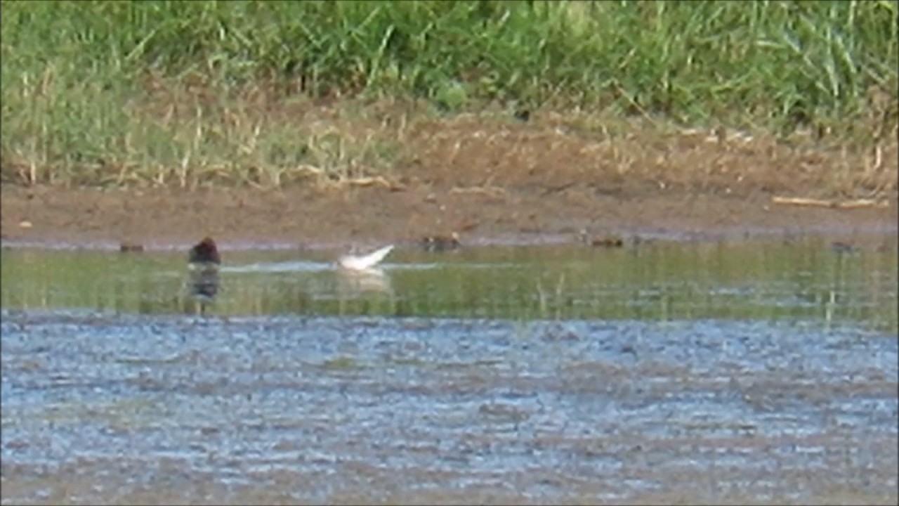 White-rumped Sandpiper - Kilnsea Wetlands - East Yorkshire - 23rd July