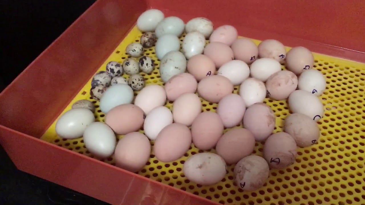 VGS 49 Kuluçka Makinası Çıkıma Alma