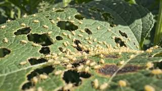 Leaf spot disease in okra (Pseudocercospora abelmoschi) | Fungal Diseases